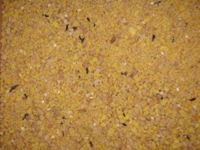 Orlux__Gold_Pate_4d8371a68ca43.jpg