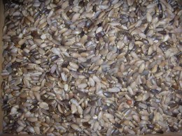 Mariendistel_4a40eba941c1e.jpg