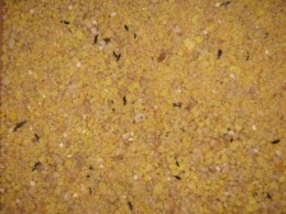 Orlux__Gold_Pate_4d8371a68ca43.jpg