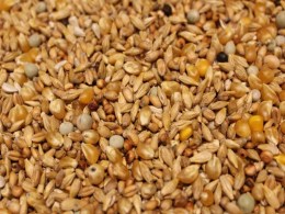 Brieftauben - Winterfutter